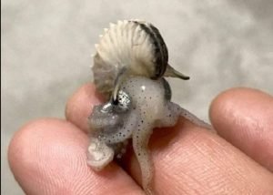 Знакомьтесь — аргонавт! Еще один необычный обитатель нашей Планеты