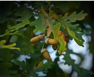 Мука из этого сорняка не содержит глютен и полезнее пшеницы  Видео