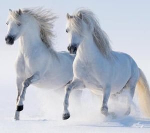 Мудрая и красивая притча о белом коне