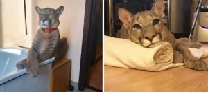 Спасенный пума по кличке Месси обожает свою жизнь избалованного кота и отказывается возвращаться в естественную среду