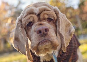 Верба. Рассказ