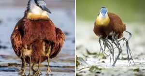 Удивительная природа! Занимательные птицы Яканы у которых… 10 ног?