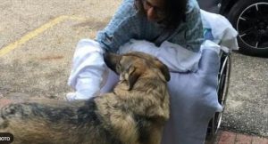 После поцелуя с собакой женщине пришлось ампутировать руки и ноги