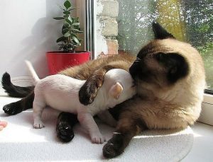 — Ой, ну и сюда собаку купили… Иди, горемыка, пожалею!