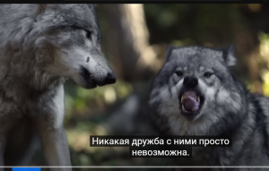 Волки вытащили ребёнка из утробы матери. То, что случилось дальше потрясло жителей!  Видео