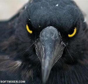 Вороний интеллект