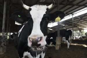 Почему в Израиле такое дорогое молоко и можно ли снизить цены