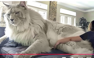 Один на Весь Мир! Такой Кот Рождается Раз в 1000 Лет!  Видео