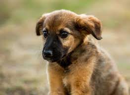 Человеческие маски