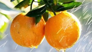 «Оранжевый клан»: барон апельсин и его родня