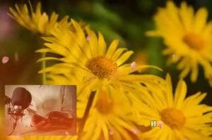 ОНА КРУТИЛА СО ВСЕМИ! Александр Куприн | Святая любовь |  Видео