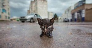 Мне больно: меня не раз пнули человеческие ноги. Грязный – ведь отлететь в лужу слишком легко. Я мерзну, но продолжаю шагать под этим дождем