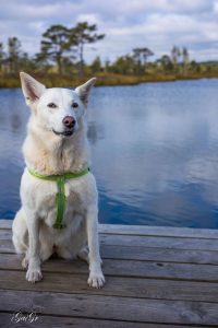 Почему собаки живут меньше людей?