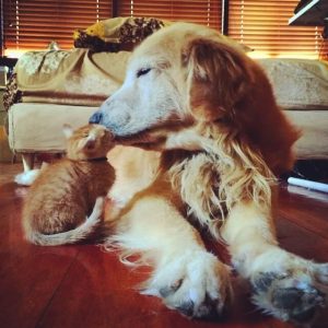 Трогательные фотографии с животными, которые растопят ваше сердце