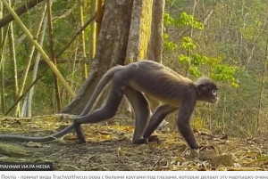 Неведомые зверушки. Ученые показали новые виды животных из долины Меконга
