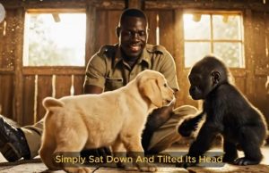 Детеныш гориллы, выросший с собакой — два года спустя  Видео