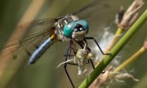 Стрекоза Лучший Охотник Планете Охотится Лучше Льва, Акулы и Сокола Видео