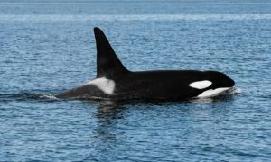 Косатка: самый умный хищник океана — и почему он не трогает нас  Видео