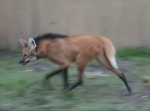 Он не волк и не лиса, но рычит как ЛЕВ и пахнет МАРИХУАНОЙ!  Видео