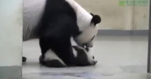 Проблемы у мамочек-панд с детьми, такие как у нас — трудно уложить спать!