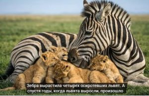 Зебра вырастила 4 осиротевших львят. А спустя годы произошло ужасное!  Видео
