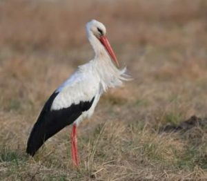 Дикие крылья Персии – 20 редких птиц из мифов пустыни до заснеженных вершин  Видео