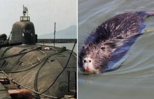 Откуда брались крысы на советских подлодках и как с ними боролись