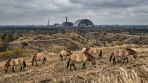 В Чернобыле нашли животных из прошлого  Видео