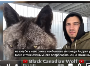 САМЫЙ ГИГАНТСКИЙ ВОЛК В МИРЕ! Невероятная история канадского волка.