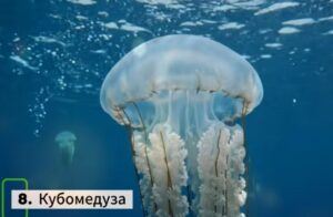 9 Животных, Которые УБИВАЮТ Человека БЫСТРЕЕ, Чем Он Успевает ЗАКРИЧАТЬ  Видео