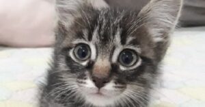 Девушка, прогуливаясь с собакой, услышала плач маленького котенка