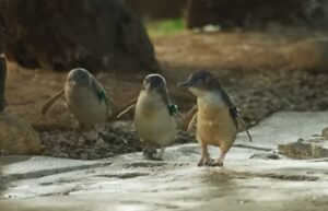 Любовь и пингвины  Видео