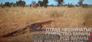 Его боятся Самые ядовитые змеи в мире! Гигантский варан – Свирепый король ящериц!  Видео