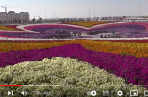 Парк цветов в Дубае (Dubai Miracle Garden)  Видео