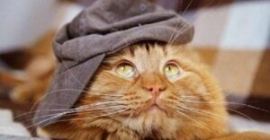 «Кошки не ходят строем, у кошек нет документов» – стихотворение о тех, кому известна настоящая свобода