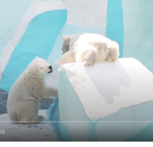 Baby Animals 4K (60FPS) — милые дикие милые животные под расслабляющую музыку (красочно-динамичная)  Видео