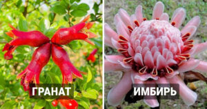 17 продуктов, которые в первоначальном виде выглядят совсем иначе, чем на прилавках или в наших тарелках