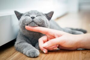 Почему говорят, что у кошек 9 жизней?