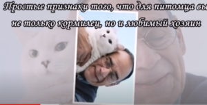 КАКИХ ЛЮДЕЙ ЛЮБЯТ КОШКИ? Советы владельцам кошек Видео