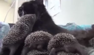 Ёжкин кот существует  Видео