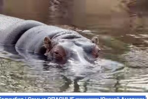 Запретная Колумбия | Самые ОПАСНЫЕ хищники Южной Америки  Видео