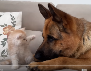 German Shepherd Loves Baby Kitten — Немецкая овчарка любит котенка  Видео