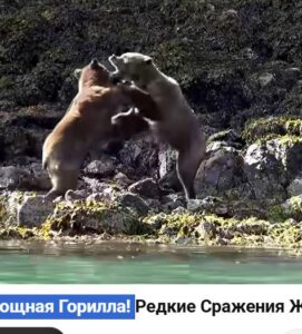 На Что Способна Самая Мощная Горилла!  Видео