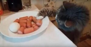 Смех да и только! Кот и собака воруют со стола сосиски