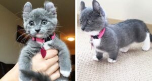 Фото подборка редких животных, которые восхитительны