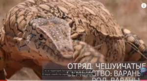 Его боятся Самые ядовитые змеи в мире! Гигантский варан – Свирепый король ящериц!  Видео