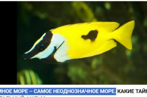 СРЕДИЗЕМНОЕ МОРЕ – САМОЕ НЕОДНОЗНАЧНОЕ МОРЕ.  Видео